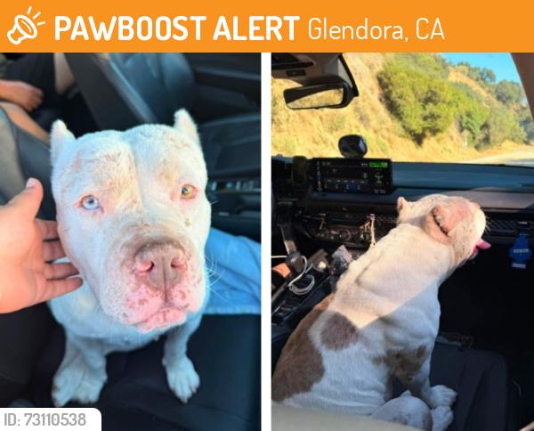 Found/Stray Female Dog last seen Angeles Forest GLENDORA MT RD AZUSA / GLENDORA CA, Glendora, CA 91741