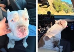 Found/Stray Female Dog last seen Angeles Forest GLENDORA MT RD AZUSA / GLENDORA CA, Glendora, CA 91741