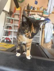 Lost Female Cat last seen La Sierra Riverside, Riverside, CA 92505