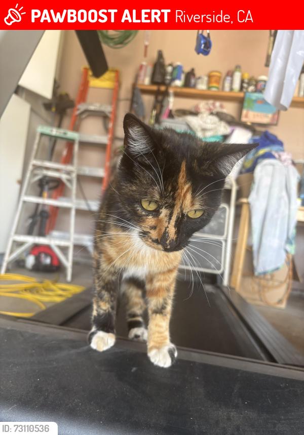 Lost Female Cat last seen La Sierra Riverside, Riverside, CA 92505