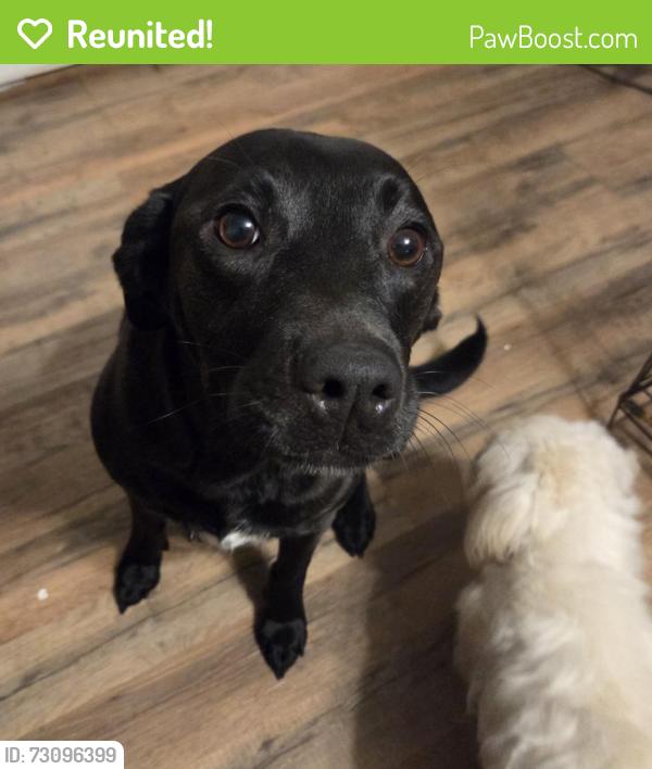Reunited Female Dog last seen Hwy 12/Ashland City Area, Ashland City, TN 37015