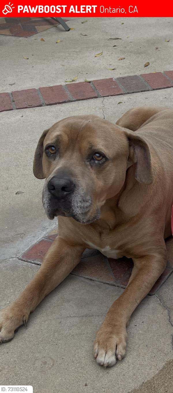Lost Male Dog last seen Virginia, Ontario, CA 91764