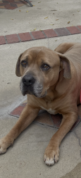 Lost Male Dog last seen Virginia, Ontario, CA 91764