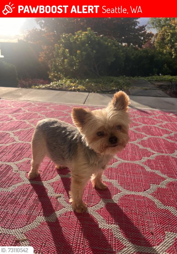 Lost Female Dog last seen Olympic St, Seattle, WA 98119