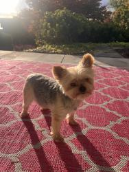 Lost Female Dog last seen Olympic St, Seattle, WA 98119