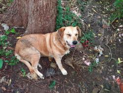 Reunited Female Dog last seen Behind Hamilton Elementary on the creek, Tulsa, OK 74115