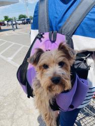 Reunited Male Dog last seen Walker and Santa Fe off 62nd St, Oklahoma City, OK 73139