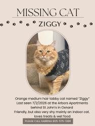 Lost Male Cat last seen Gonzalez, Wankel, Oxnard, CA 93030