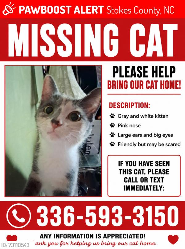 Lost Female Cat last seen Home, Stokes County, NC 27016