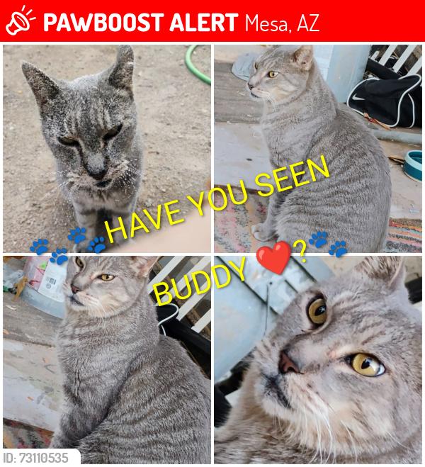 Lost Male Cat last seen 95th st and balsm, Mesa, AZ 85208
