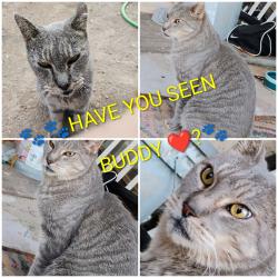 Lost Male Cat last seen 95th st and balsm, Mesa, AZ 85208