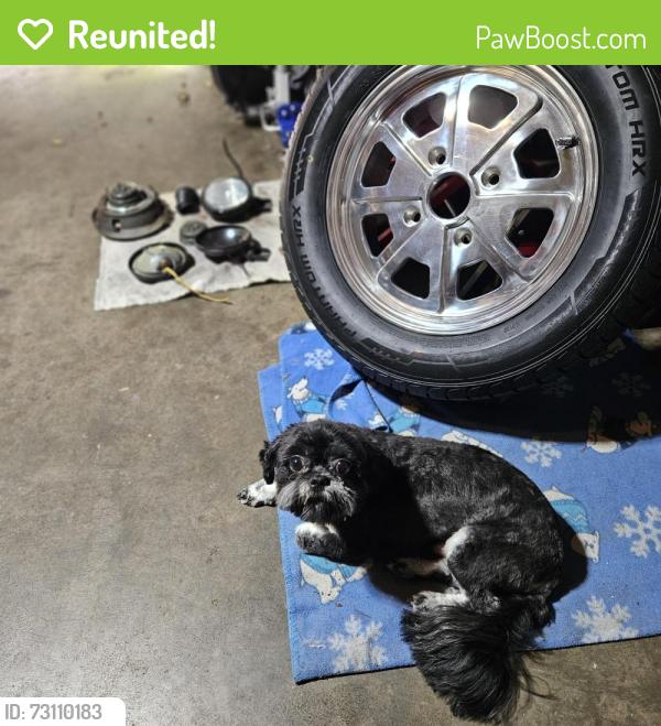 Reunited Male Dog last seen Basswood and Silversage Fort Worth TX, Fort Worth, TX 76137