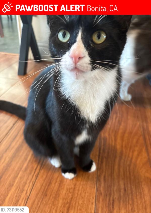 Lost Male Cat last seen Palm dr, Bonita, CA 91902