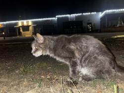 Found/Stray Unknown Cat last seen Bus stop 45, Portland, OR 97219