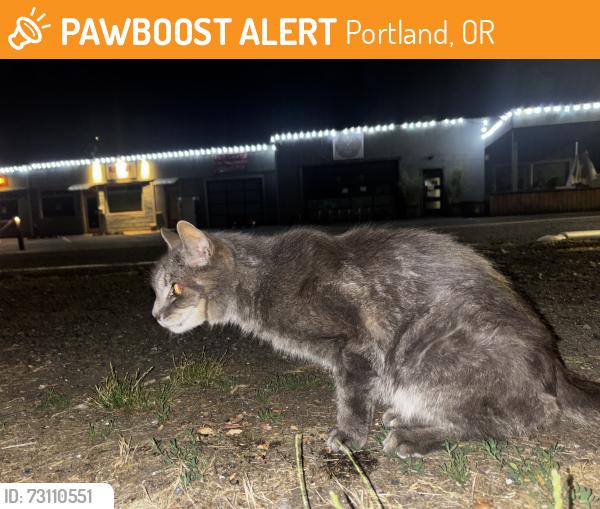 Found/Stray Unknown Cat last seen Bus stop 45, Portland, OR 97219