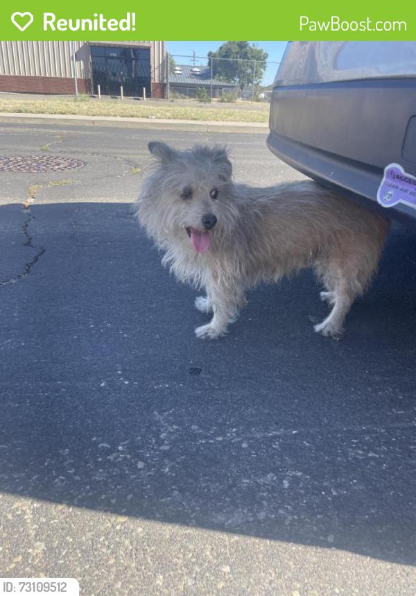 Reunited Male Dog last seen Clowes Ct, Stockton, CA 95210