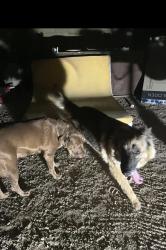 Found/Stray Female Dog last seen Power and McDowell, Mesa, AZ 85207