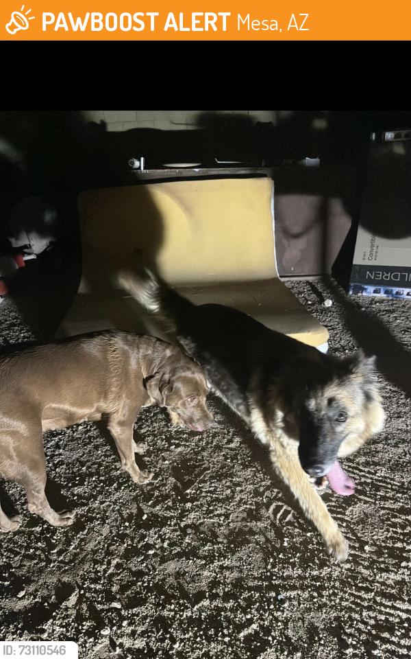 Found/Stray Female Dog last seen Power and McDowell, Mesa, AZ 85207