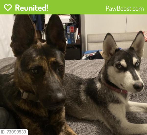 Reunited Female Dog last seen Summit St/Canal, Long Beach, CA 90810