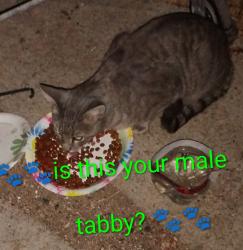 Reunited Male Cat last seen Apache trail and meridian, Mesa, AZ 85208