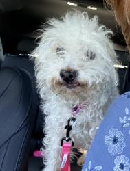 Lost Female Dog last seen Paramount and Washington blvd, Pico Rivera, CA 90660