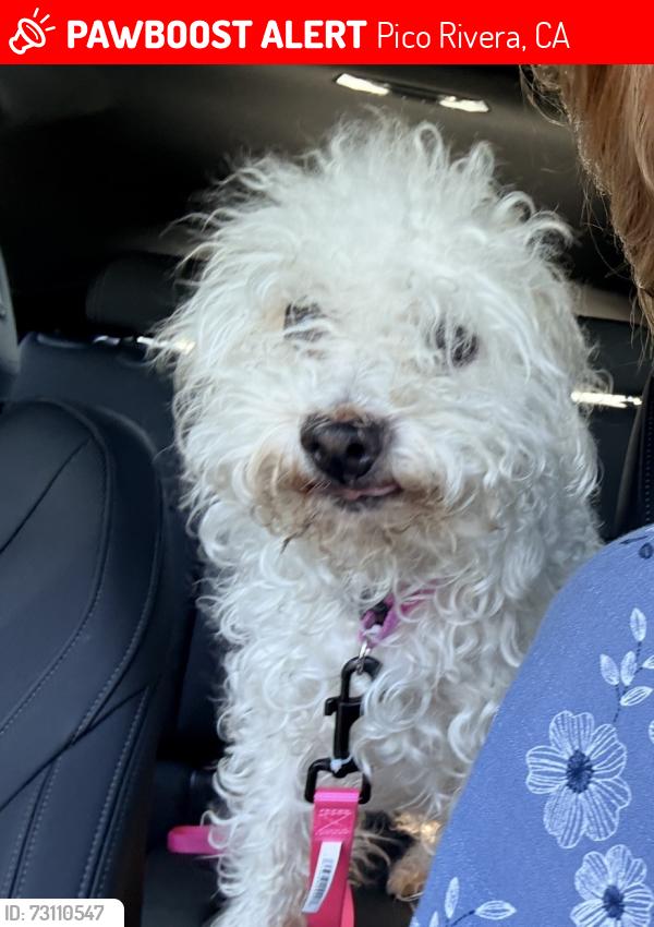 Lost Female Dog last seen Paramount and Washington blvd, Pico Rivera, CA 90660