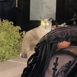 Found/Stray Unknown Cat last seen Airie apmts, Denver, CO 80247