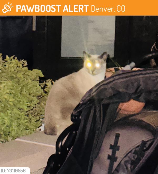 Found/Stray Unknown Cat last seen Airie apmts, Denver, CO 80247
