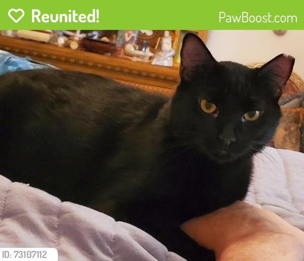 Reunited Male Cat last seen Bumby Ave between Livingston St and Robinson. Hampton Park Neighborhood St, Orlando, FL 32803