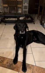 Reunited Male Dog last seen Hartman/Overton, Tucson, AZ 85742