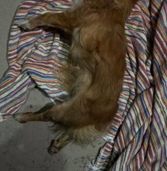Reunited Female Dog last seen Wyoming b/w constitution & Indian school, Albuquerque, NM 87110