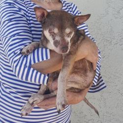 Reunited Male Dog last seen Near Hamilton Ave Huntington Beach, CA 92646 United States, Huntington Beach, CA 92646