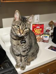 Lost Male Cat last seen Maple and Textile 48176, Saline, MI 48176