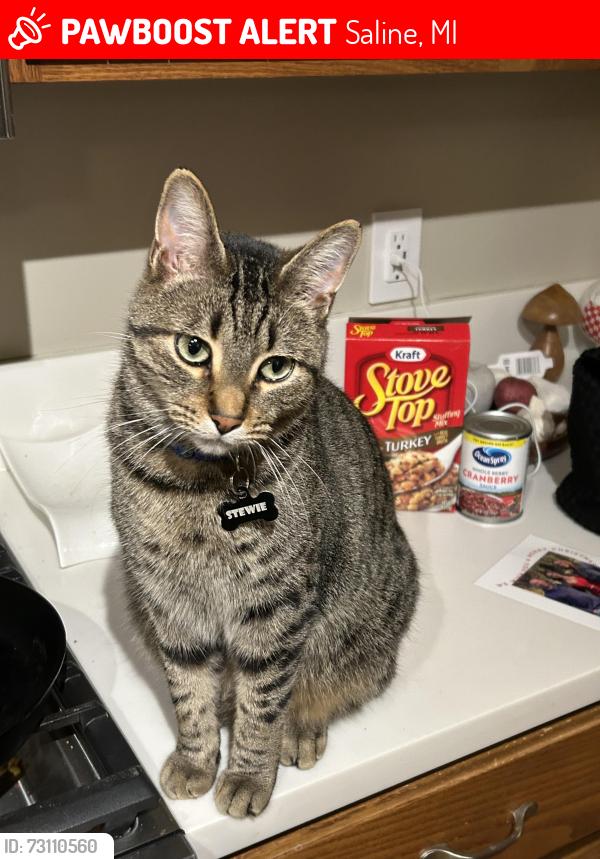 Lost Male Cat last seen Maple and Textile 48176, Saline, MI 48176