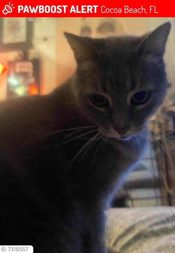 Lost Female Cat last seen Near Woodland Storage, Cocoa Beach, Fl 32931, Cocoa Beach, FL 32931