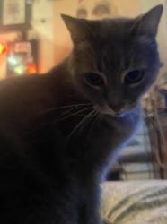 Lost Female Cat last seen Near Woodland Storage, Cocoa Beach, Fl 32931, Cocoa Beach, FL 32931