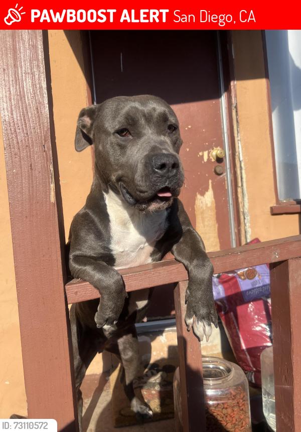 Lost Female Dog last seen Ocenview San Diego, San Diego, CA 92113
