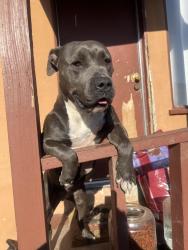 Lost Female Dog last seen Ocenview San Diego, San Diego, CA 92113