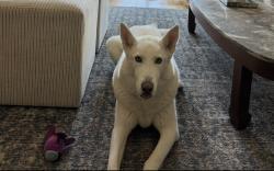 Reunited Female Dog last seen Near skyway drive, Santa Ana, CA 92705