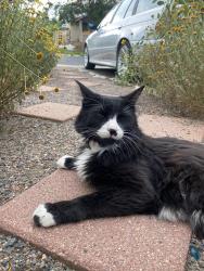 Reunited Male Cat last seen 20th avenue, Edgewater, CO 80214