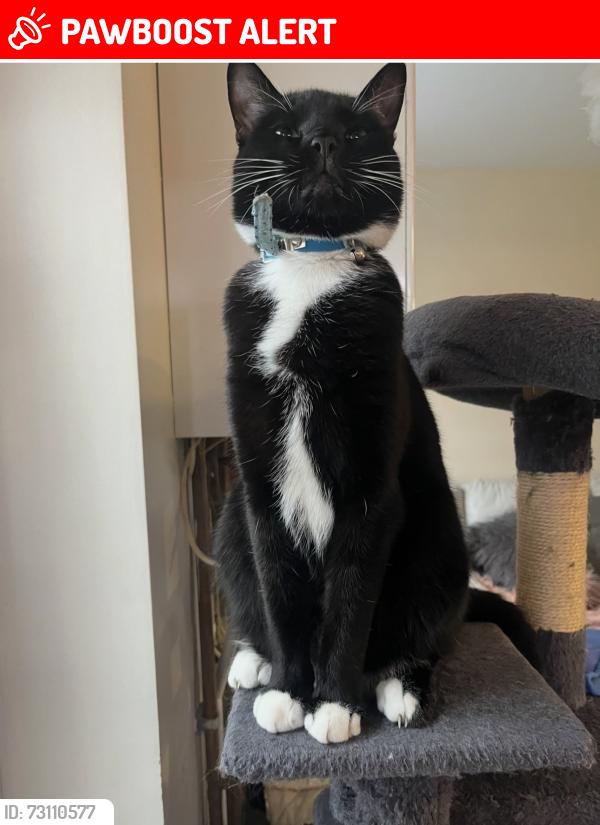 Lost Male Cat last seen Southgate Road, Purfleet-on-Thames, England RM19 1TJ