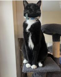 Lost Male Cat last seen Southgate Road, Purfleet-on-Thames, England RM19 1TJ