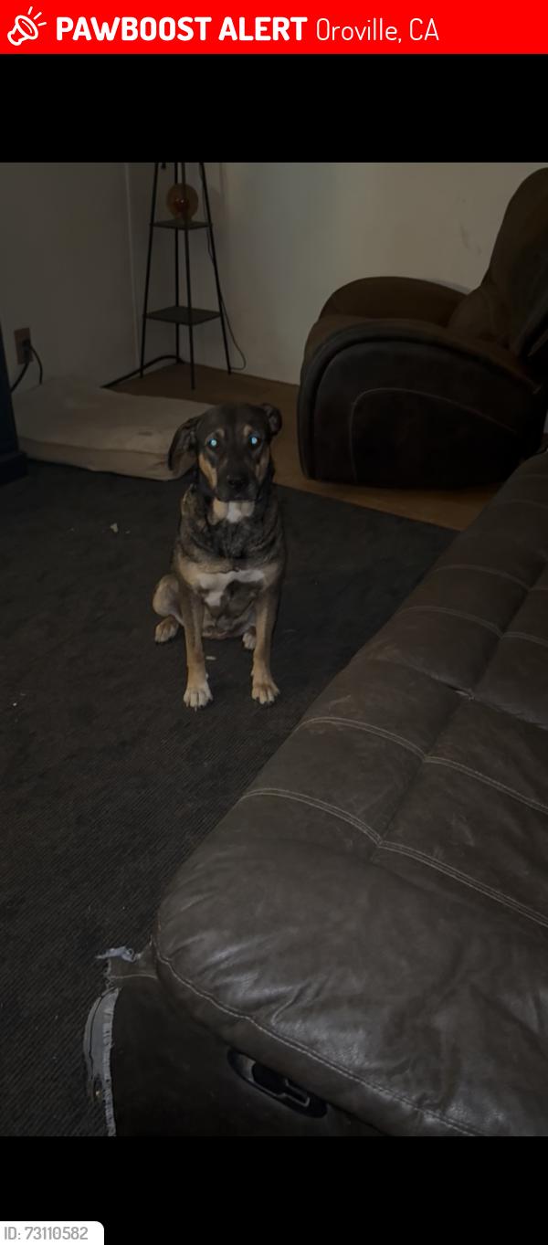 Lost Female Dog last seen Roseben, Oroville, CA 95966