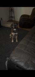 Lost Female Dog last seen Roseben, Oroville, CA 95966