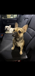 Reunited Unknown Dog last seen Bryce, Tracy, CA 95376