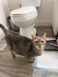 Reunited Unknown Cat last seen Menlo Park VA hosp, Menlo Park, CA 94303