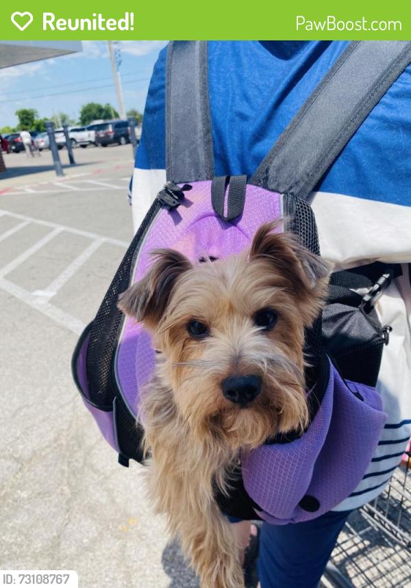 Reunited Male Dog last seen Walker and Santa Fe off 62nd St, Oklahoma City, OK 73139