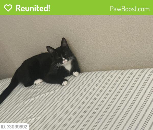 Reunited Female Cat last seen Village oaks apmts, Chino Hills, CA 91709