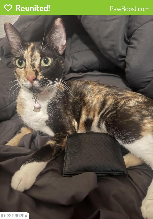 Reunited Female Cat last seen E Washington Ave & El Norte Pkwy, Escondido, CA 92027