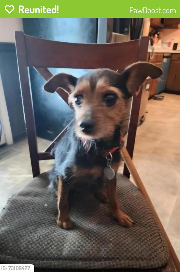 Reunited Female Dog last seen Bart Drive, Nashville, TN 37013